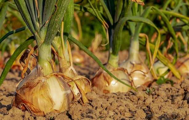 coltivare cipolle