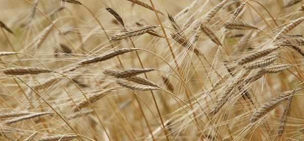 Farina di farro: proprietà