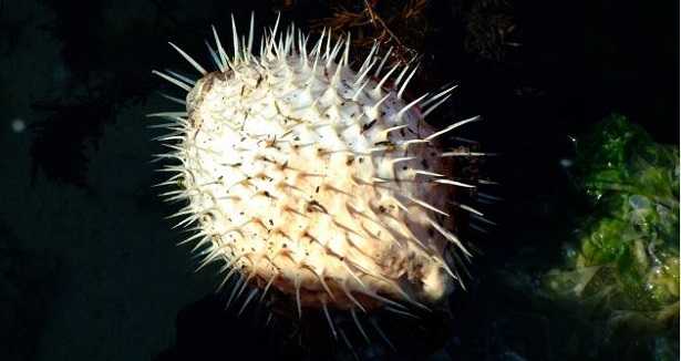 Pesce palla: dove vive