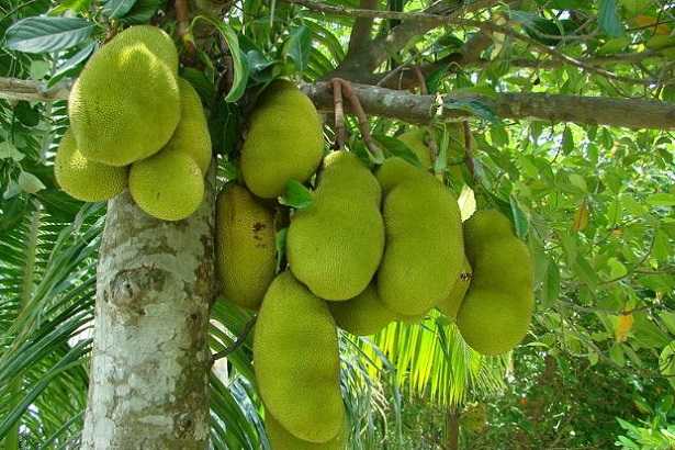 Jackfruit Jackfruit