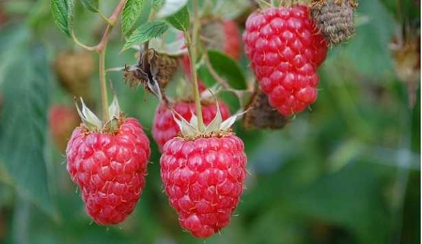 Rubus idaeus