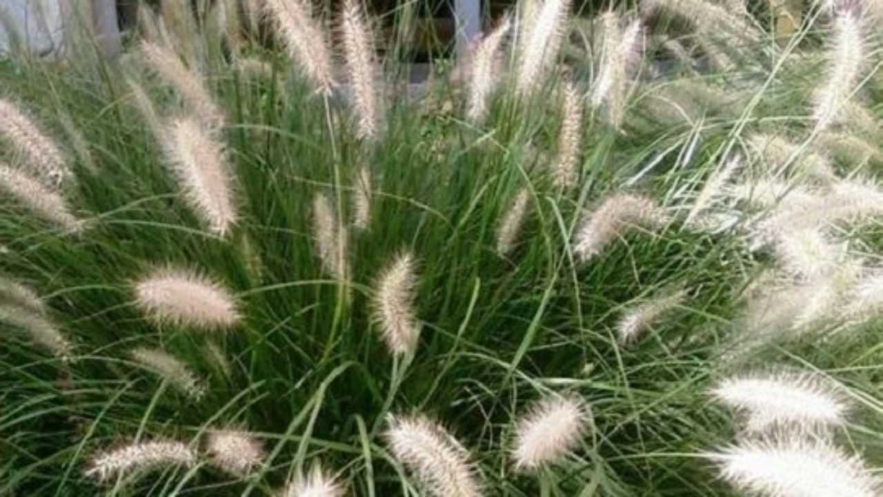 Astuccio calca Tendenza coda di topo 3 clima cistifellea costruzione Astuccio calca Tendenza coda di topo 3 clima cistifellea costruzione