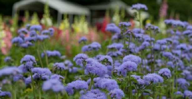Ageratum Ageratum