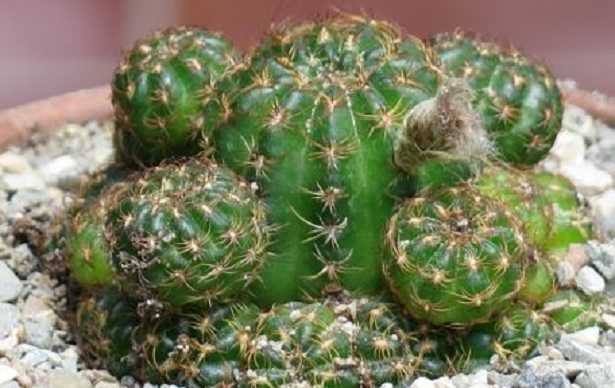 Echinopsis