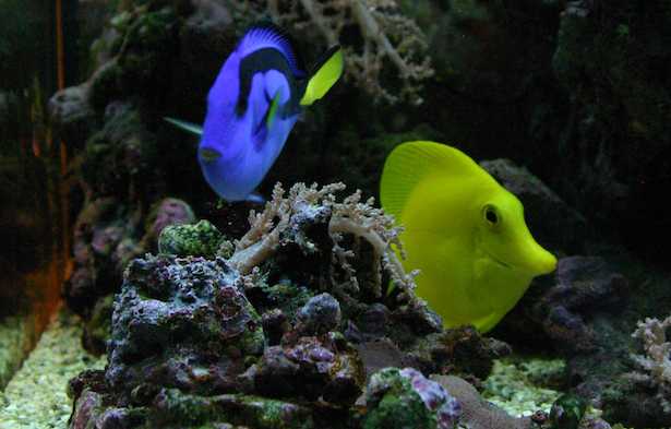 Zebrasoma flavescens