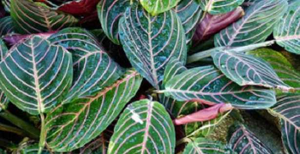 Maranta
