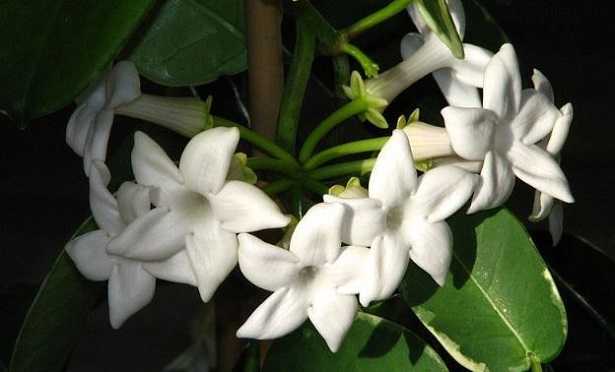 Stephanotis
