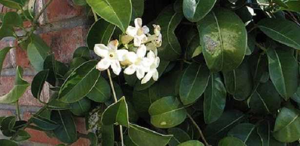 Stephanotis