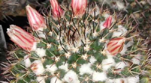 Mammillaria Mammillaria