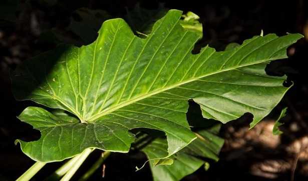 alocasia 