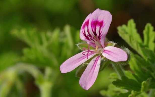 Pelargonium