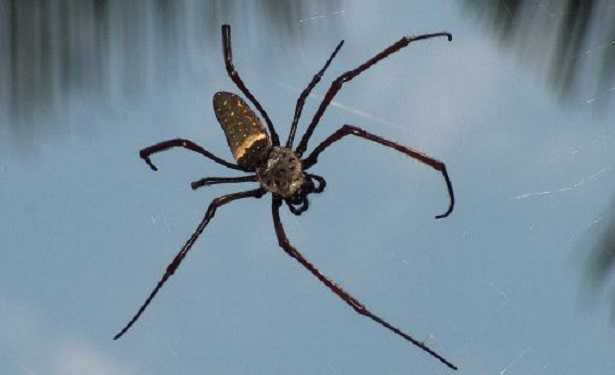 Aracne in letteratura