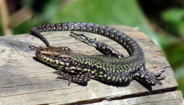 Cosa mangiano le lucertole