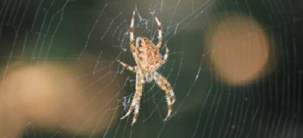 Aracne in letteratura