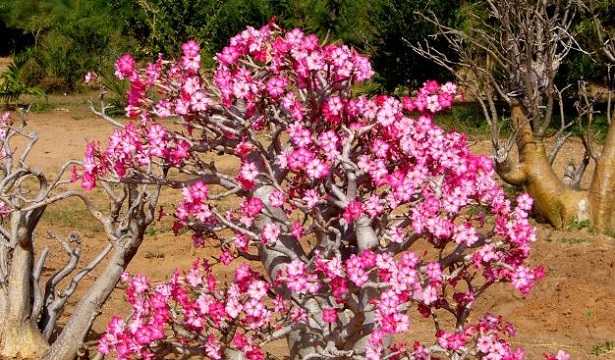 Pianta e fiori di Adenium Pianta e fiori di Adenium