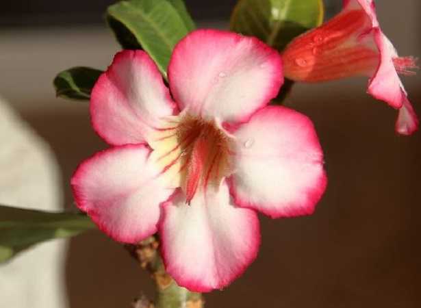 Adenium