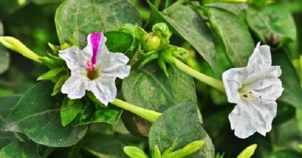 Fiori di Bella di Notte