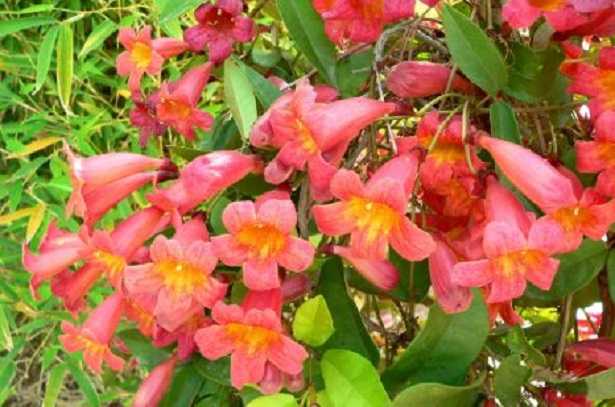 Bignonia rampicante