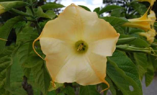 Brugmansia