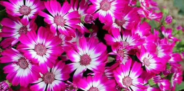 Cineraria con fiori fucsia 