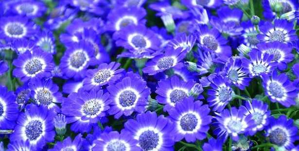 Cineraria