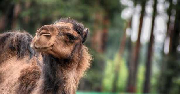 Differenza tra cammello e dromedario