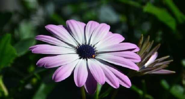 Dimorfoteca Dimorfoteca