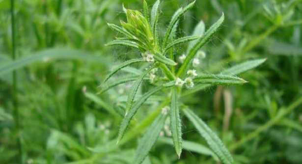 Galium heel