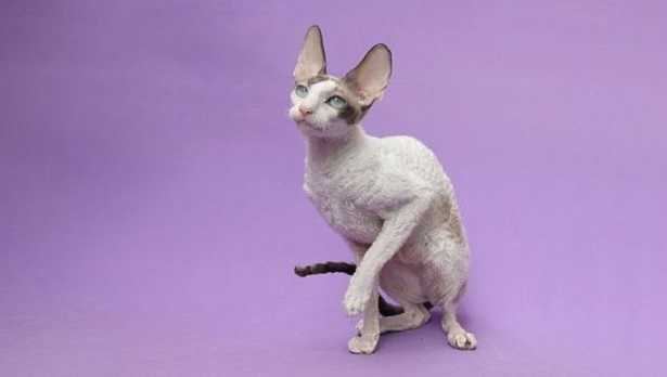  Gatto Cornish Rex