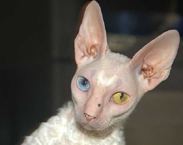  Gatto Cornish Rex