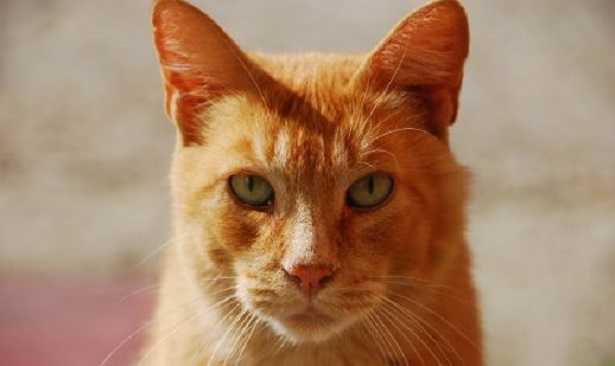 Gatto arancione
