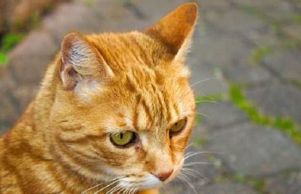 Gatto arancione