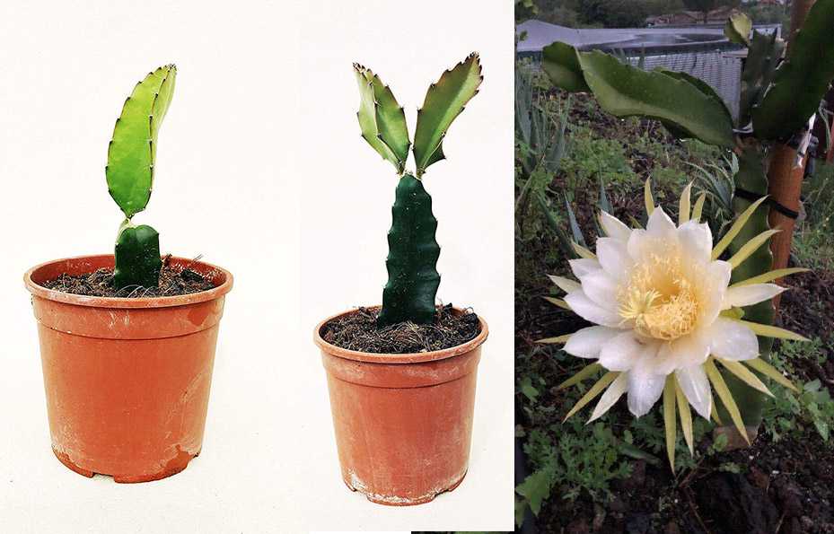 Hylocereus undatus Hylocereus undatus
