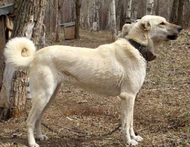 Kangal