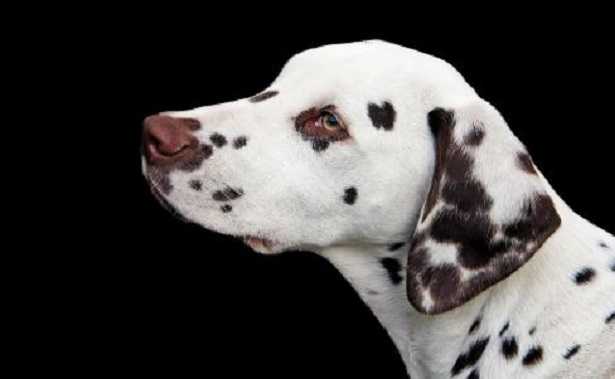 Nomi cani della Carica dei 101