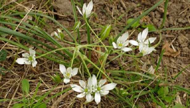 Fiori di Ornitogallo