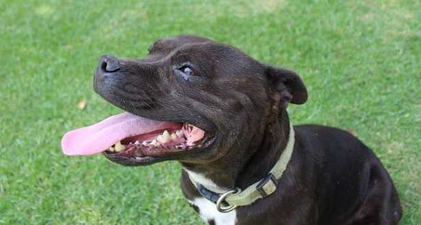 Staffy: origine e caratteristiche Staffy: origine e caratteristicheStaffy: origine e caratteristiche