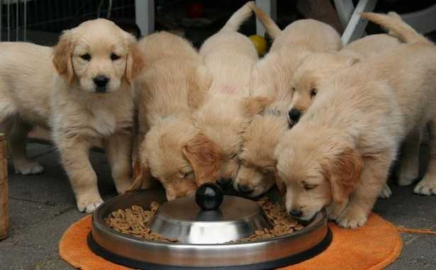 dosi di cibo dosi di cibo