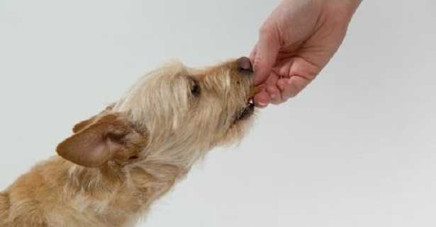 cane che mangia cibo dalla mano cane che mangia cibo dalla mano