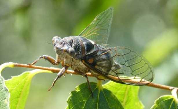 Cicala Caratteristiche Fisiche E Verso Della Cicala Idee