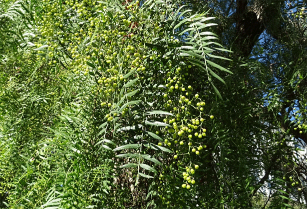 falso pepe albero coltivazione rimedi