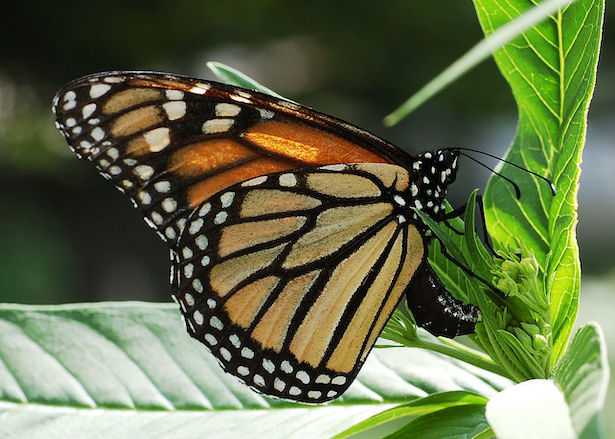 farfalle monarca farfalle monarca