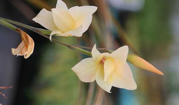 gladiolo significato