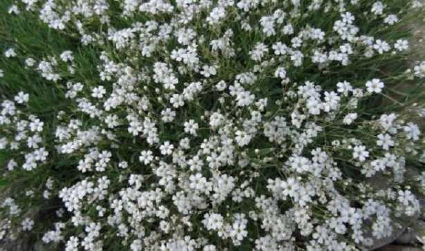 Gypsophila Gypsophila