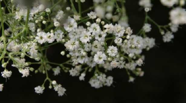 Gypsophila Gypsophila
