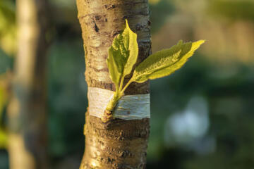 innesto a gemma agrumi