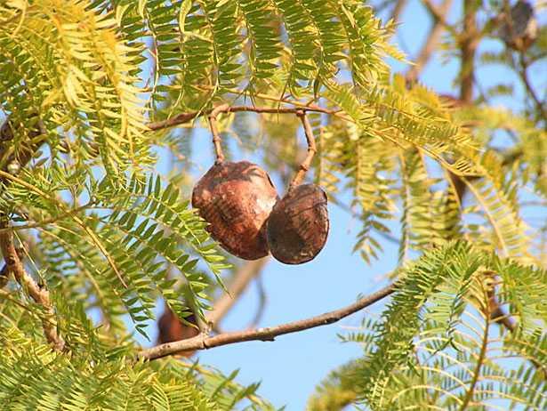 Frutti di Jacaranda