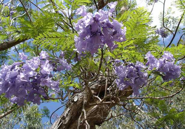 Jacaranda mimosifolia