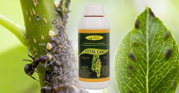 olio neem idrosolubile agricoltura