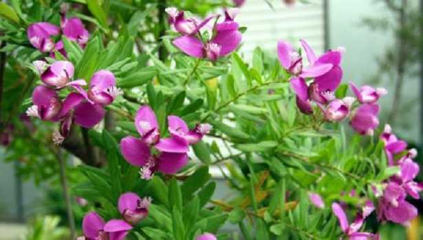Polygala myrtifolia